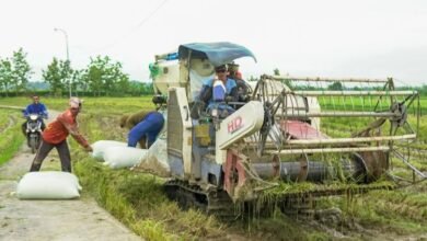 panen padi di pati