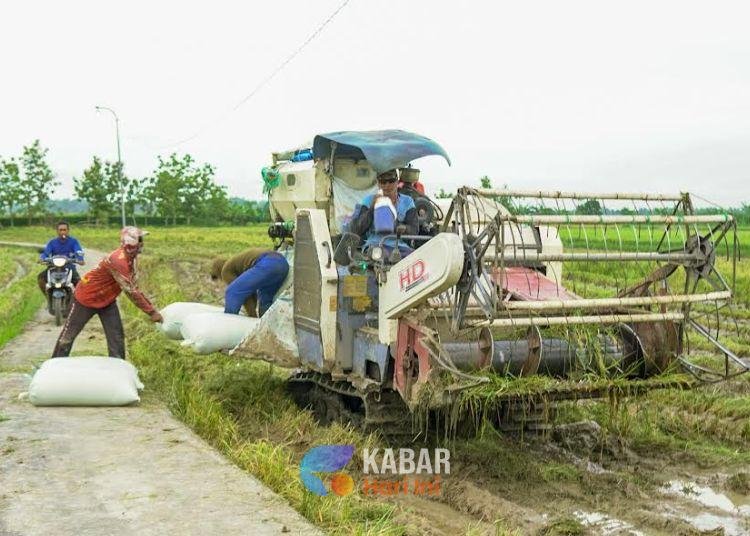 panen padi di pati