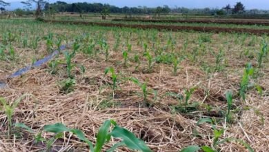 ladang jagung pekalongan