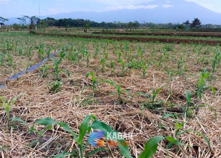 ladang jagung pekalongan