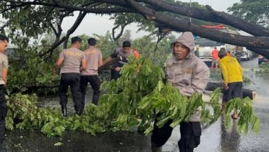 pohon tumbang pati 1