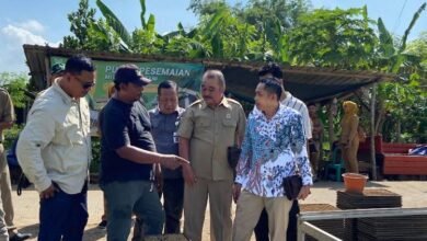 DPRD Pati Dorong Petani Tiru Metode Persemaian Padi Modern
