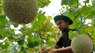 Melon yang bisa dimatangkan sesuai permintaan dikembangkan di Jepang